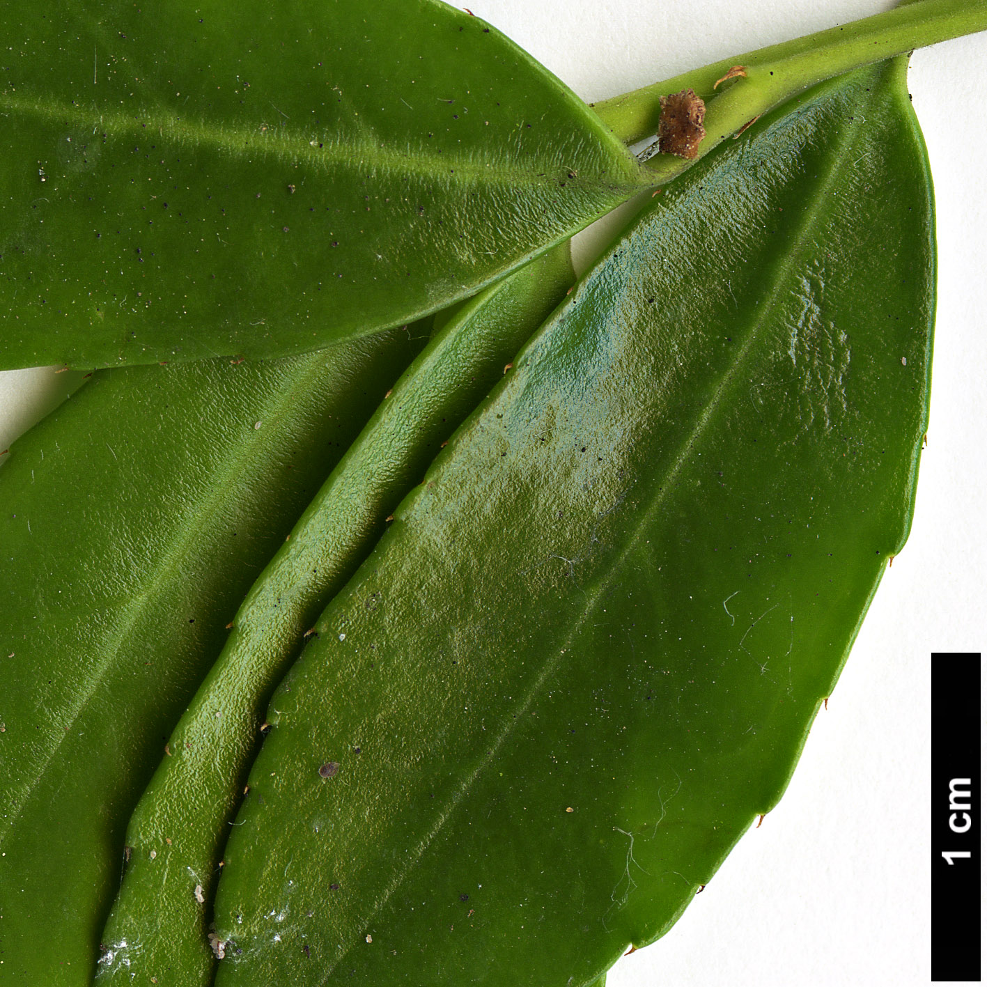 High resolution image: Family: Aquifoliaceae - Genus: Ilex - Taxon: triflora - SpeciesSub: var. kanehirae